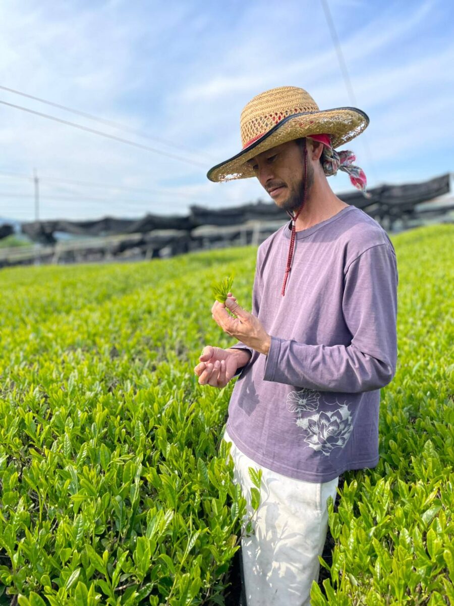 新芽を確かめる生産者
