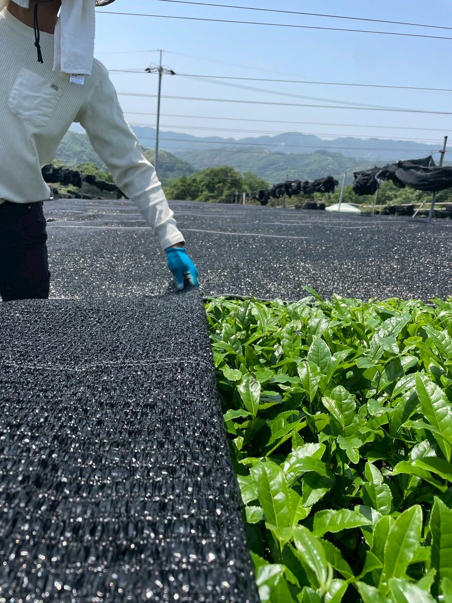 覆いの上を歩く生産者