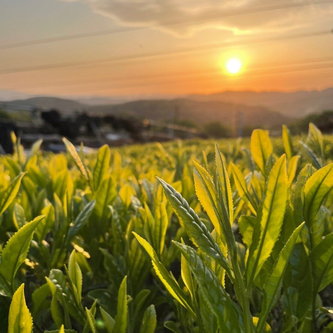 夕暮れの茶畑