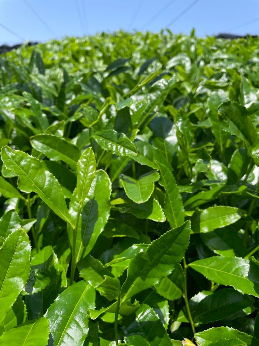 空を背景にした茶葉